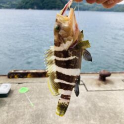 アオハタは裏切らない
