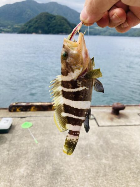 アオハタは裏切らない