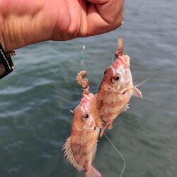 播磨新島のキス調査６