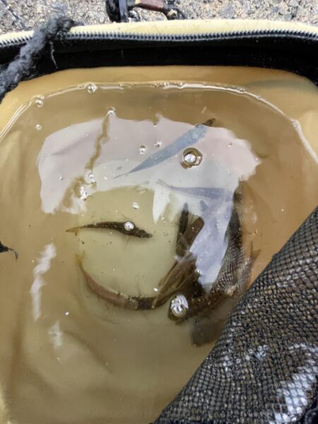 アジぼちぼち　イワシ大量発生中