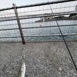 アジは好調、成長中