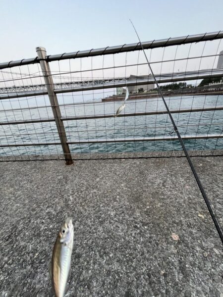 アジは好調、成長中