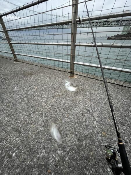 アジ成長中