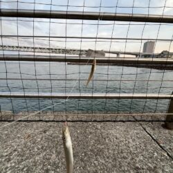 カマス発生中