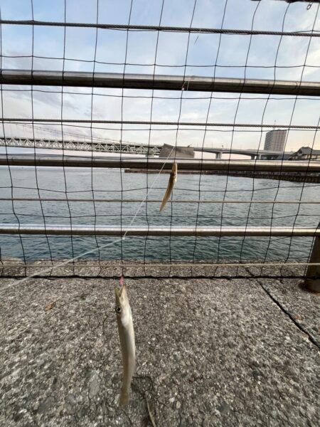 カマス発生中