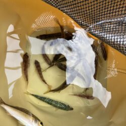 サビキしか加担