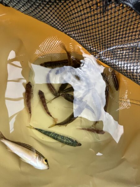 サビキしか加担