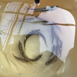 ウリボウの季節