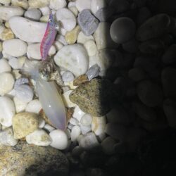 アオリイカ釣り