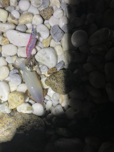 アオリイカ釣り