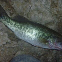 べた凪バス釣り