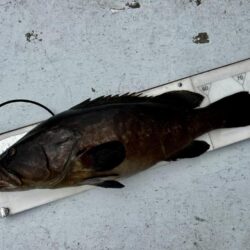 和歌山大引の磯でクエ釣り