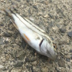 エビ探し