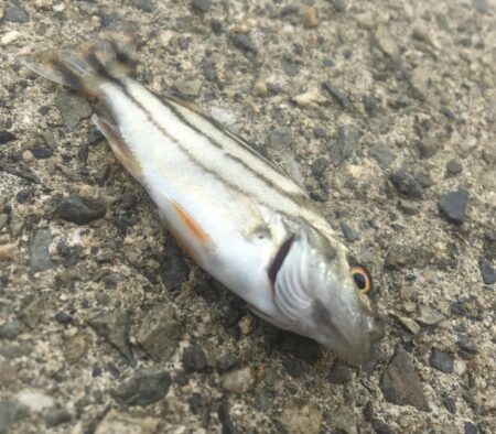エビ探し