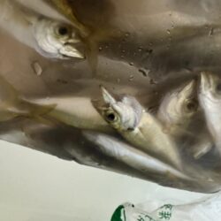 鳥を取って、魚を釣って行くゥ2nd