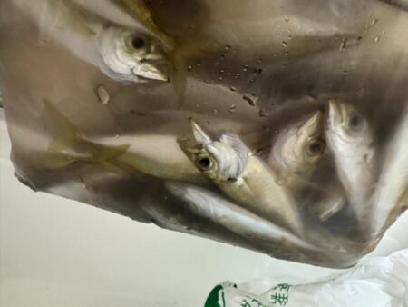 鳥を取って、魚を釣って行くｩ2nd