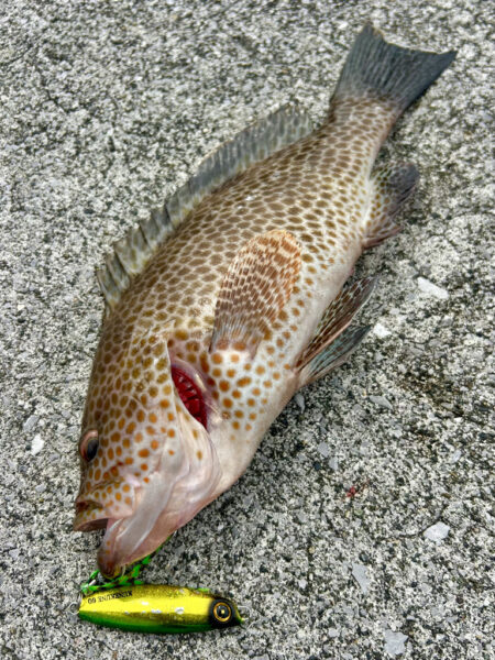 オオモンハタ