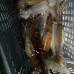 シーズンラストイカメタル