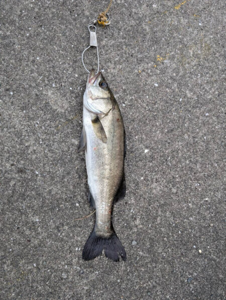 セイゴ狙いでグレ釣れました!