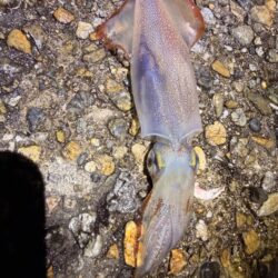 ケンサキイカ連続釣行