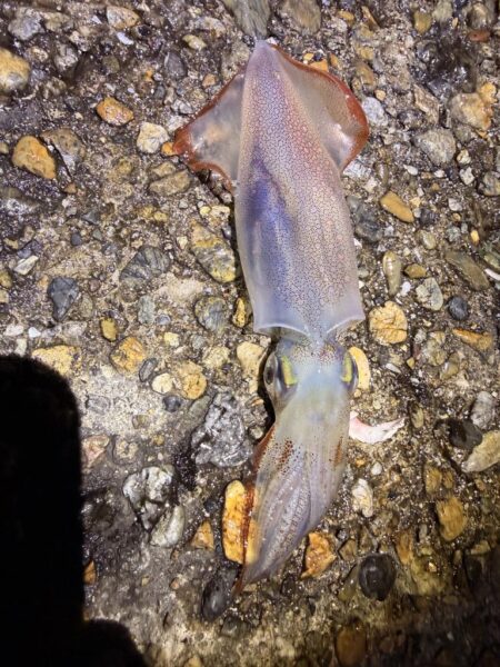 ケンサキイカ連続釣行