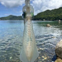 オオモンハタ　アオリイカ
