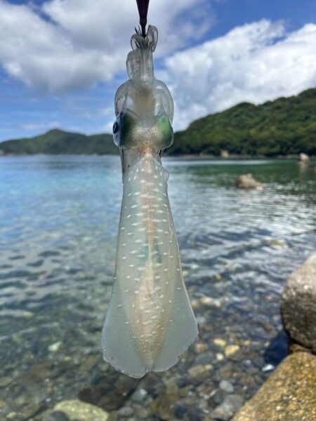オオモンハタ　アオリイカ