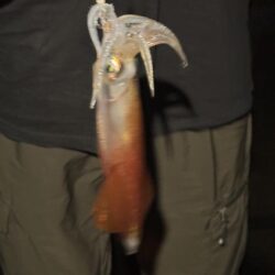 ヒイカ釣り