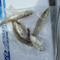 シロギス釣り