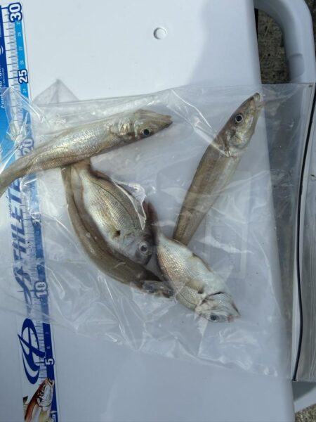 シロギス釣り