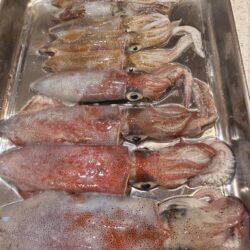 日に日に渋く、サイズダウンするケンサキイカ
