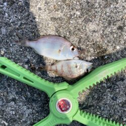 白鱚釣り
