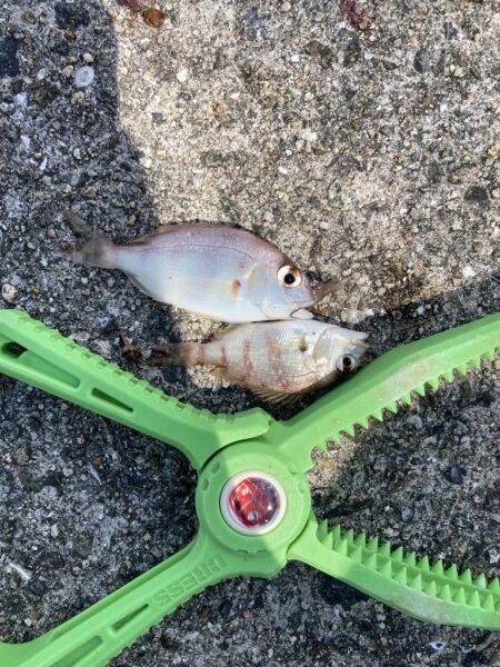 白鱚釣り