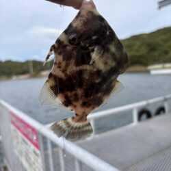 初タチウオ