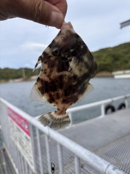 初タチウオ