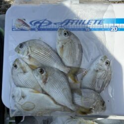 シロギス釣り🎣