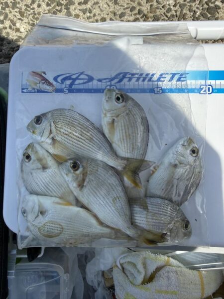 シロギス釣り🎣