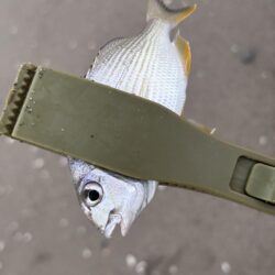 陽光快釣