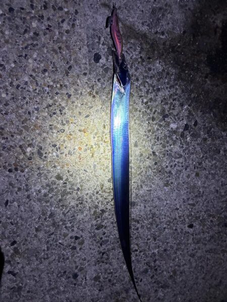 魚種がふえました