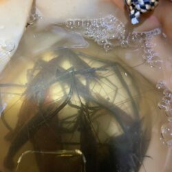 ハイシーズン手長エビ