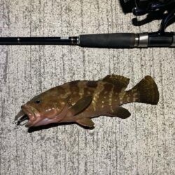 またマダイ釣れた