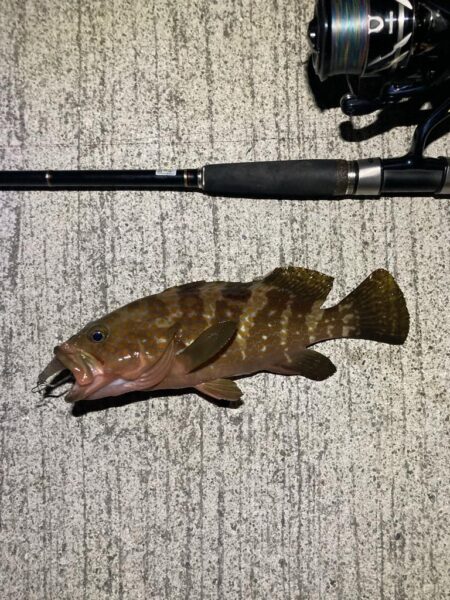 またマダイ釣れた