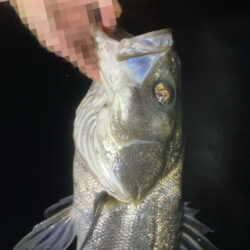 トップウォーターシーバス釣り『ガボッ』〜いわき市〜