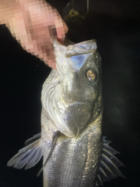 トップウォーターシーバス釣り『ガボッ』〜いわき市〜