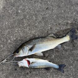 エビ撒きでアタリ多い釣行でした
