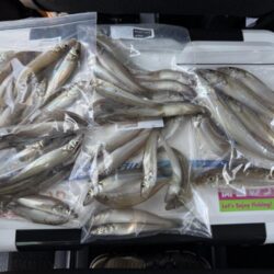 シロギス釣り