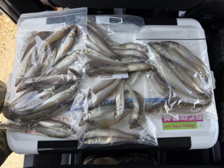 シロギス釣り