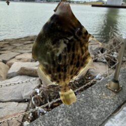 シロギス釣り
