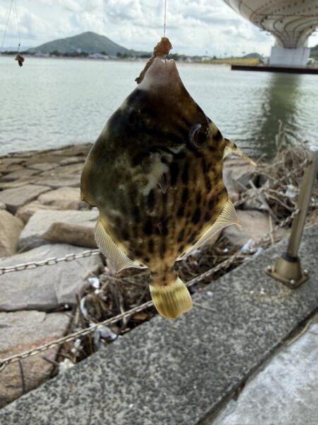 シロギス釣り