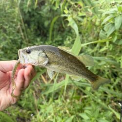 暑さに負けず釣行